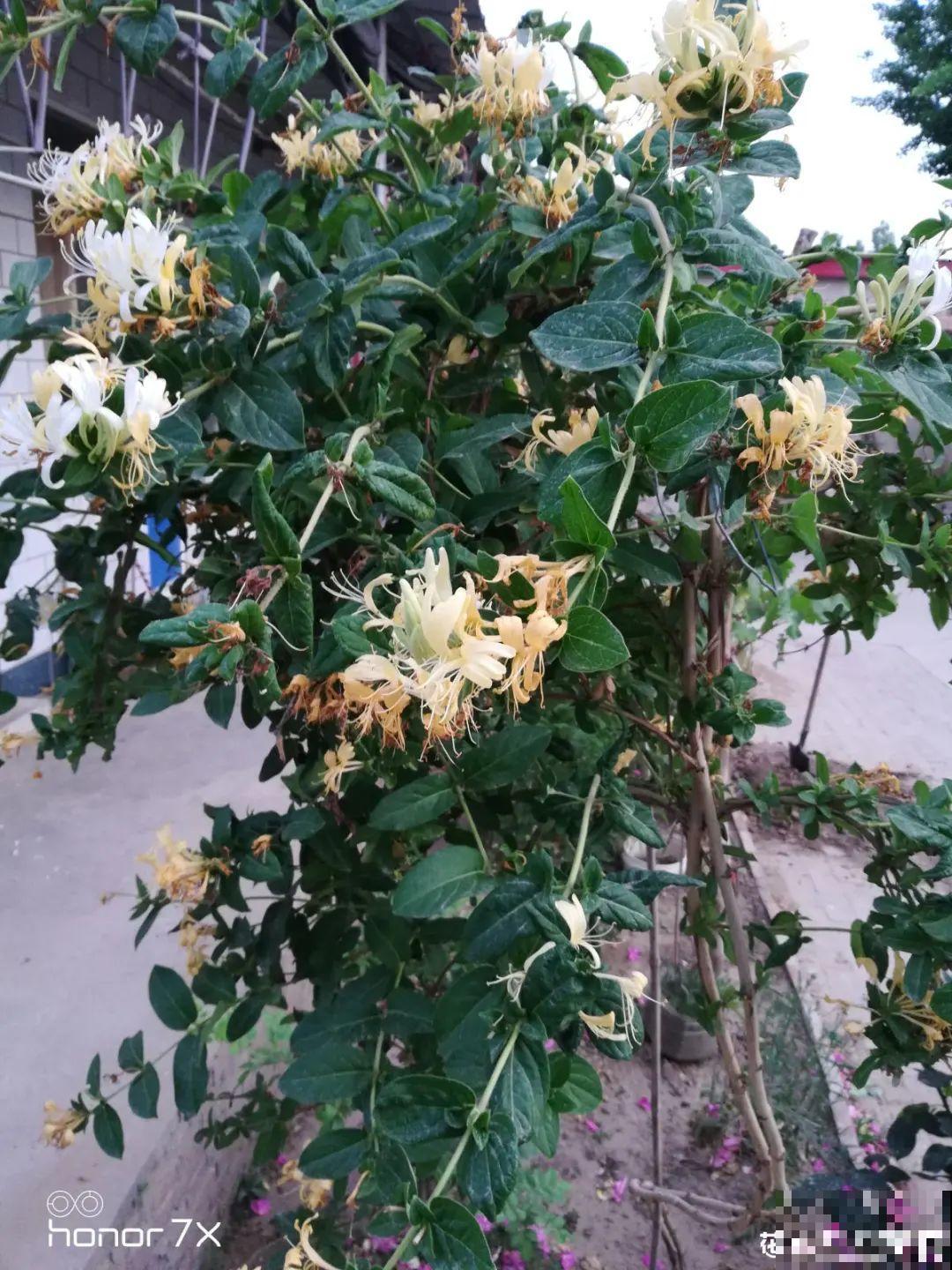 “寿命长”的10种花,寓意好,格调高,老人见了眉开眼笑! “寿命长”的10种花,寓意好,格调高,老人见了眉开眼笑!