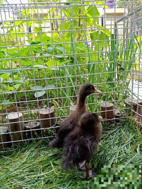 农村没人住的小平房，8万块钱就能买下来，拿来养花正好