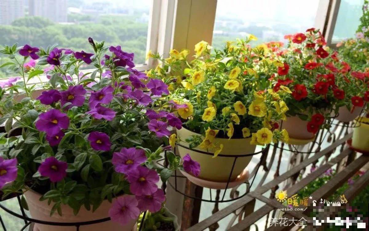 谁说封闭阳台难养花，我跟着邻居做了4步，变成小型花园