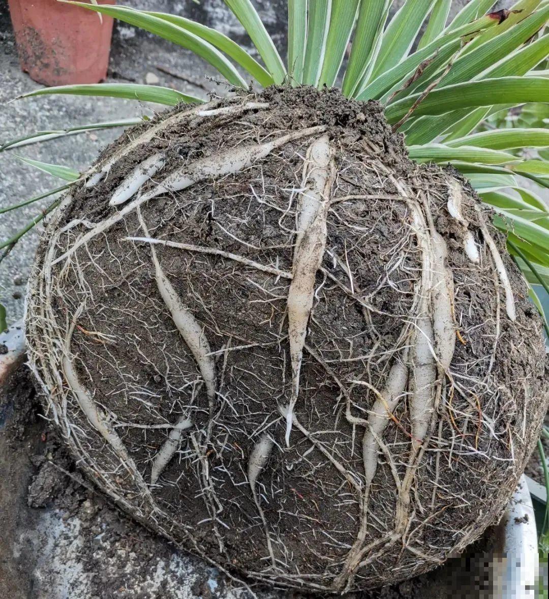 10种花得穷养，盆越小、水越少，越长得旺