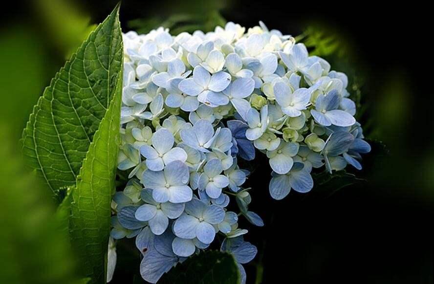 12月养绣球,要做4个核心工作,来年开花比脸还大 12月养绣球,要做4个核心工作,来年开花比脸还大