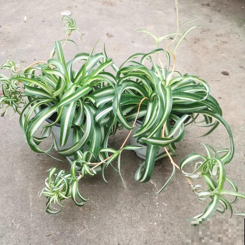 耐阴的15种植物，家里没光也能养，还能开花爆盆