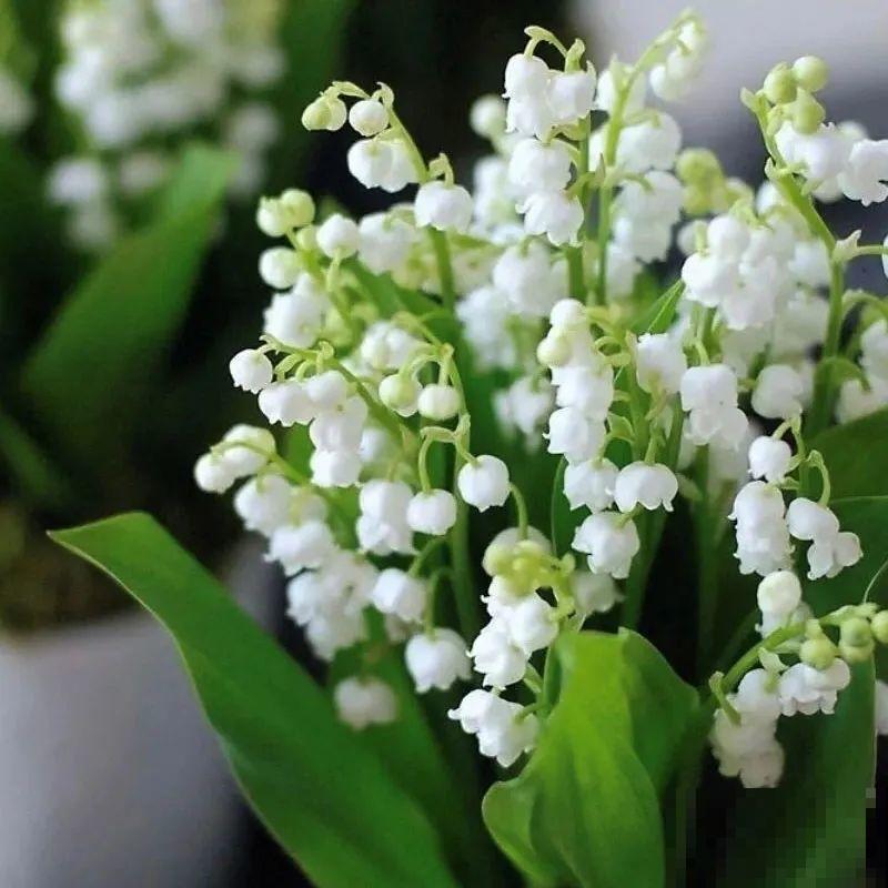 一把块根种土里，满枝条挂“铃铛”，开花满屋子高级香水味