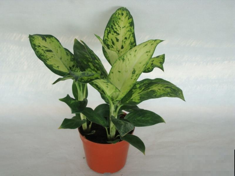 5种花满身花纹，耐阴性强，没光也能养