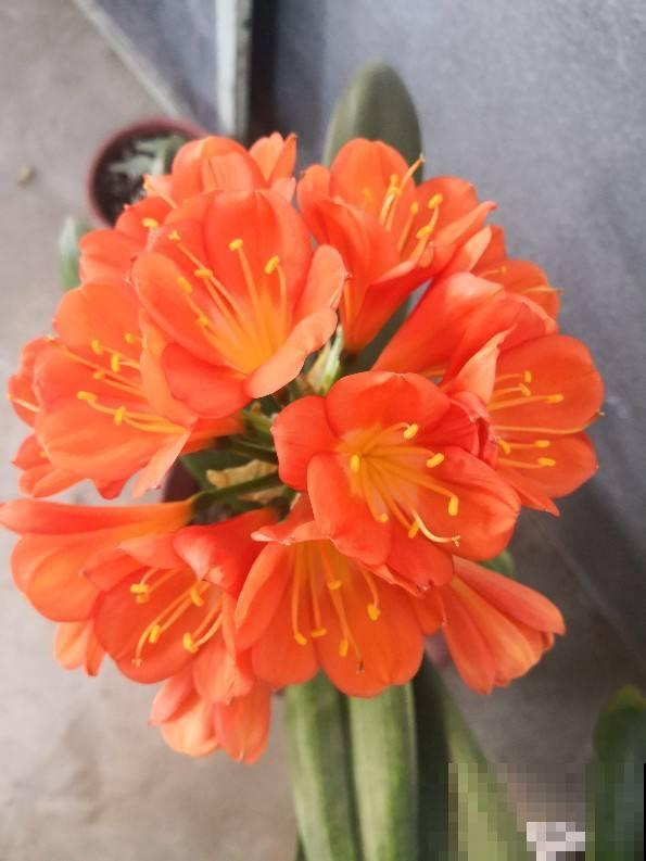 王大爷家的花8年没开，找到了4个窍门，很快就开花