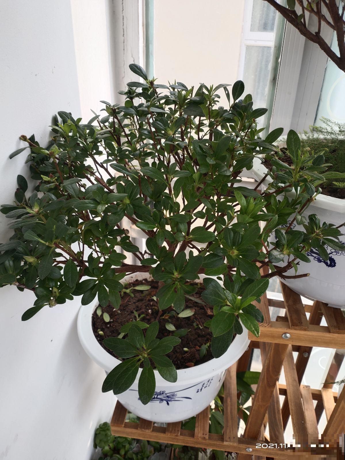 冬天养花,遇到这4种情况千万别换盆,不然花都死光了 冬天养花,遇到这4种情况千万别换盆,不然花都死光了