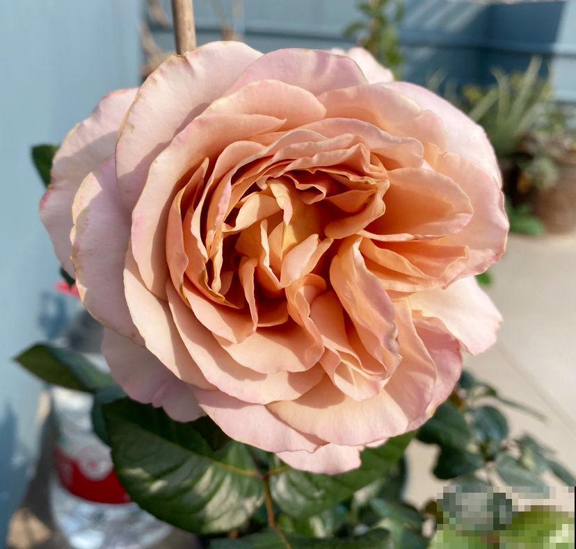 生活中的垃圾，却是养花好材料，千万别扔！