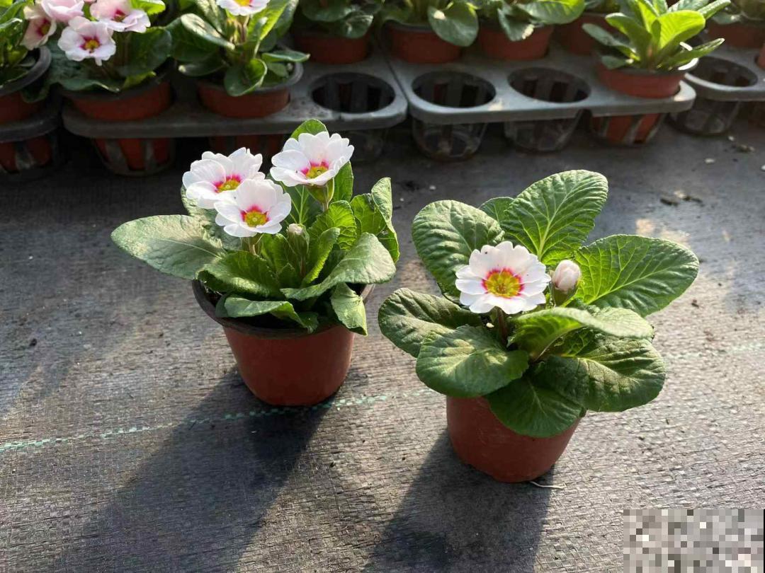 近几年新晋网红花,耐阴耐寒耐热,四季都能开花 近几年新晋网红花,耐阴耐寒耐热,四季都能开花