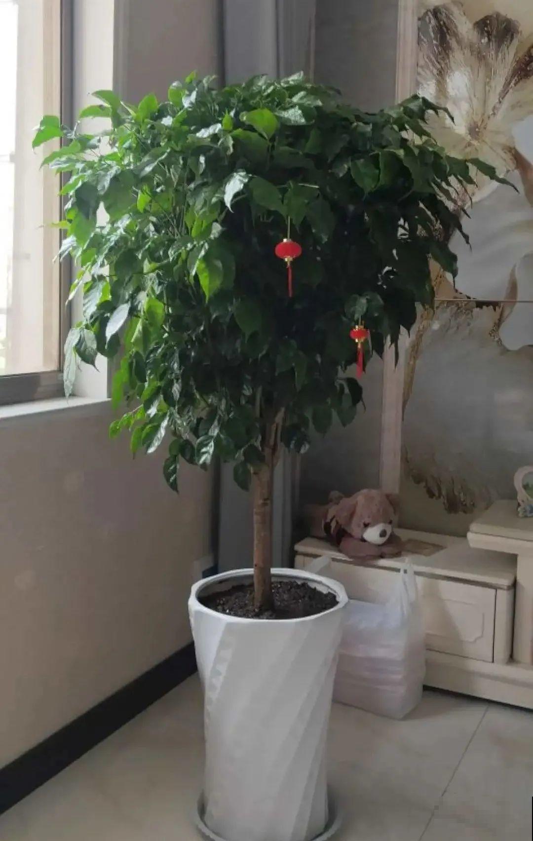 客厅养好树,子孙一直富,8种树养在家,镇宅有安全感 客厅养好树,子孙一直富,8种树养在家,镇宅有安全感