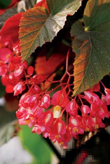 4种花选对扦插方法，3天就生根，冬天也能爆开花