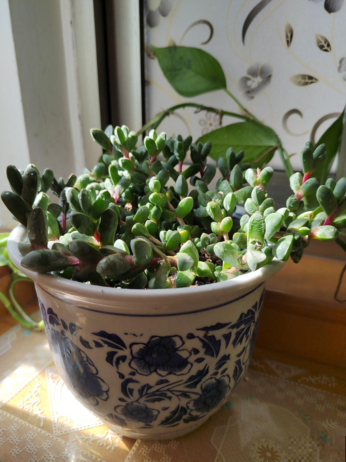 学会这5个好习惯,你就是养花高手,一般人不告诉他 学会这5个好习惯,你就是养花高手,一般人不告诉他