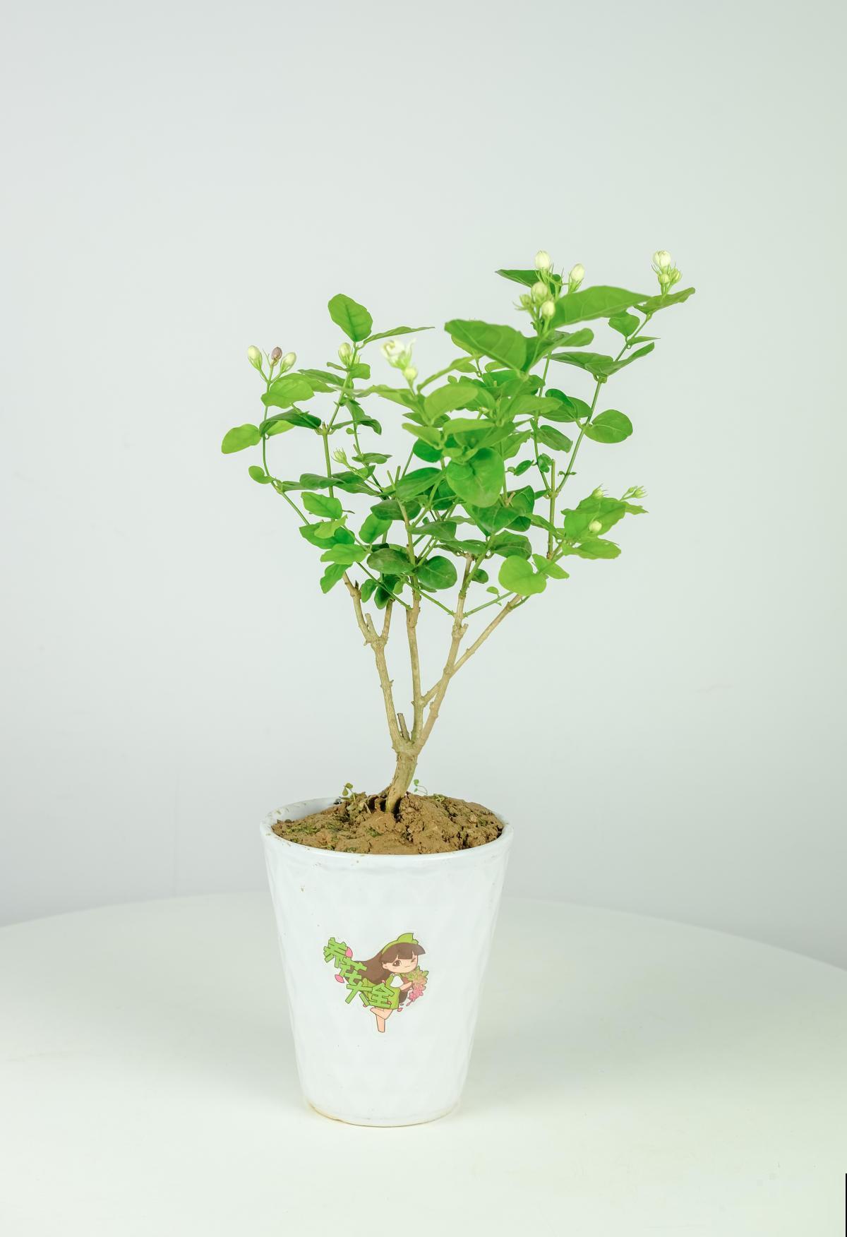 虎头茉莉:茉莉家族颜值的天花板,它凭什么这么强 虎头茉莉:茉莉家族颜值的天花板,它凭什么这么强