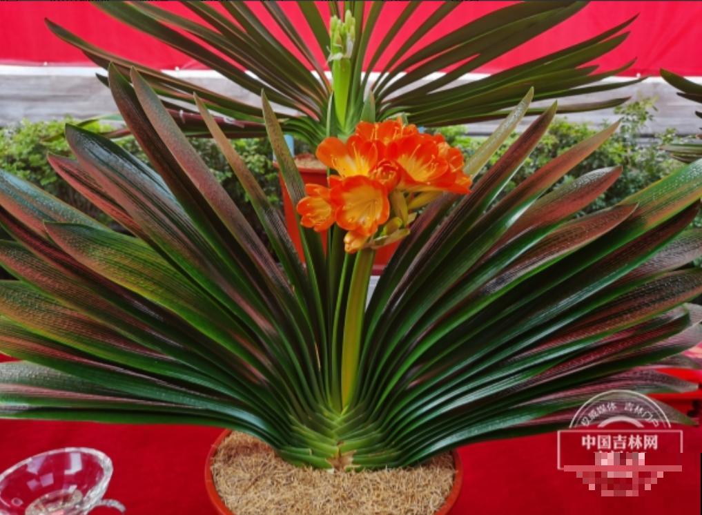 66万一盆的花,真是够贵的,打工几十年也攒不出一盆 66万一盆的花,真是够贵的,打工几十年也攒不出一盆