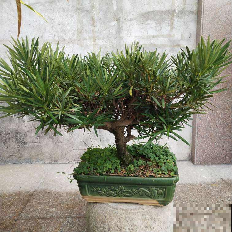 插根枝条就能活,养花不花冤枉钱,秒变家中小花园 插根枝条就能活,养花不花冤枉钱,秒变家中小花园