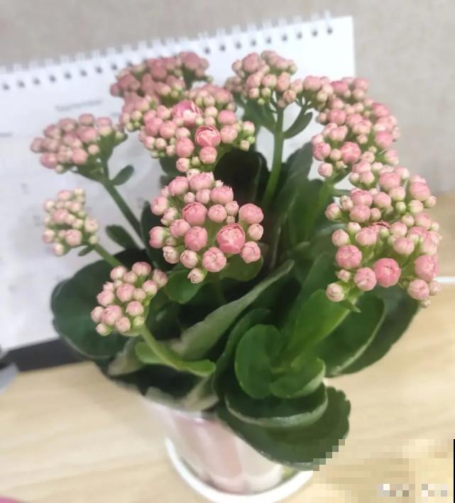 秋天给花补点“猛肥”,嫩芽一茬接一茬,花苞呼呼冒 秋天给花补点“猛肥”,嫩芽一茬接一茬,花苞呼呼冒