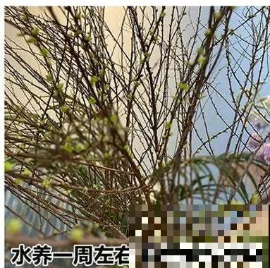1种花叫“雪柳”，剪几根枝插水里，7天长叶，一个月开花，绝美