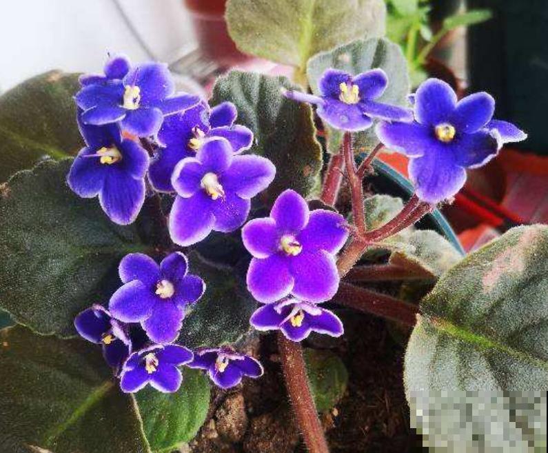 5种“好运花”，家里没光也能开花爆盆，适合养在客厅