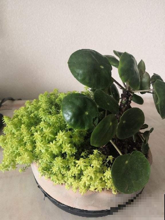 火爆海外的“中国植物”，国内当野草，国外当个宝