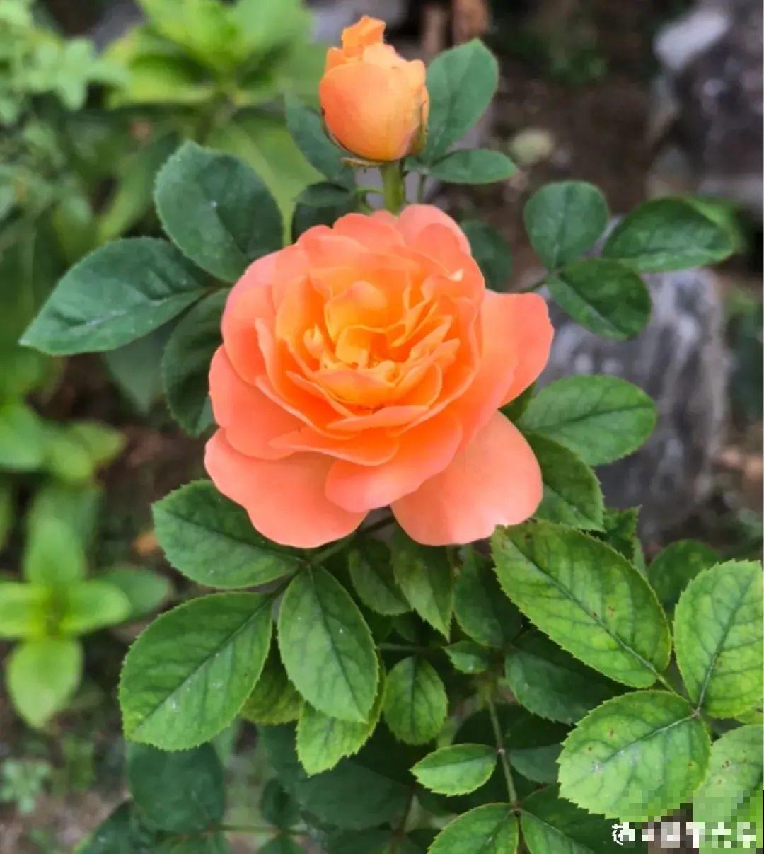 “寿命长”的10种花,寓意好,格调高,老人见了眉开眼笑! “寿命长”的10种花,寓意好,格调高,老人见了眉开眼笑!