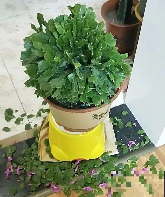 蟹爪兰软趴趴、掉花苞？它有“5怕”，避开后，叶片硬如铁！