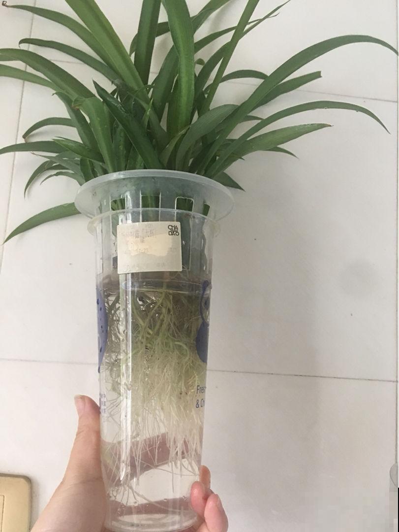 自制养花杀虫水，效果好没污染，安全放心