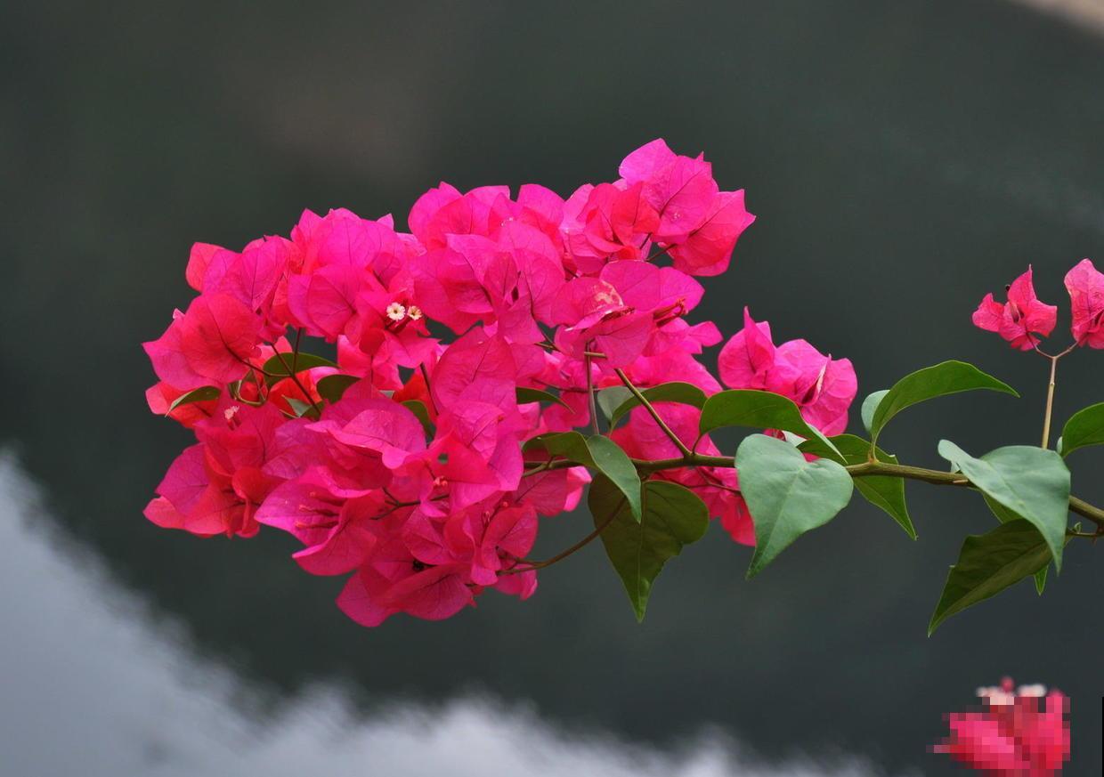 4种旺运花，花开大红色，养在家“招财显富贵”