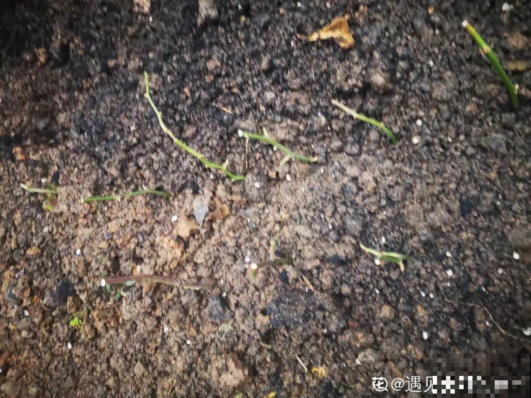 5种花,要是秋天不扦插,错过还得等1年! 5种花,要是秋天不扦插,错过还得等1年!