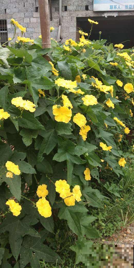 不到100块穷装院子,种了满院子蔬菜,这下省了买菜钱 不到100块穷装院子,种了满院子蔬菜,这下省了买菜钱