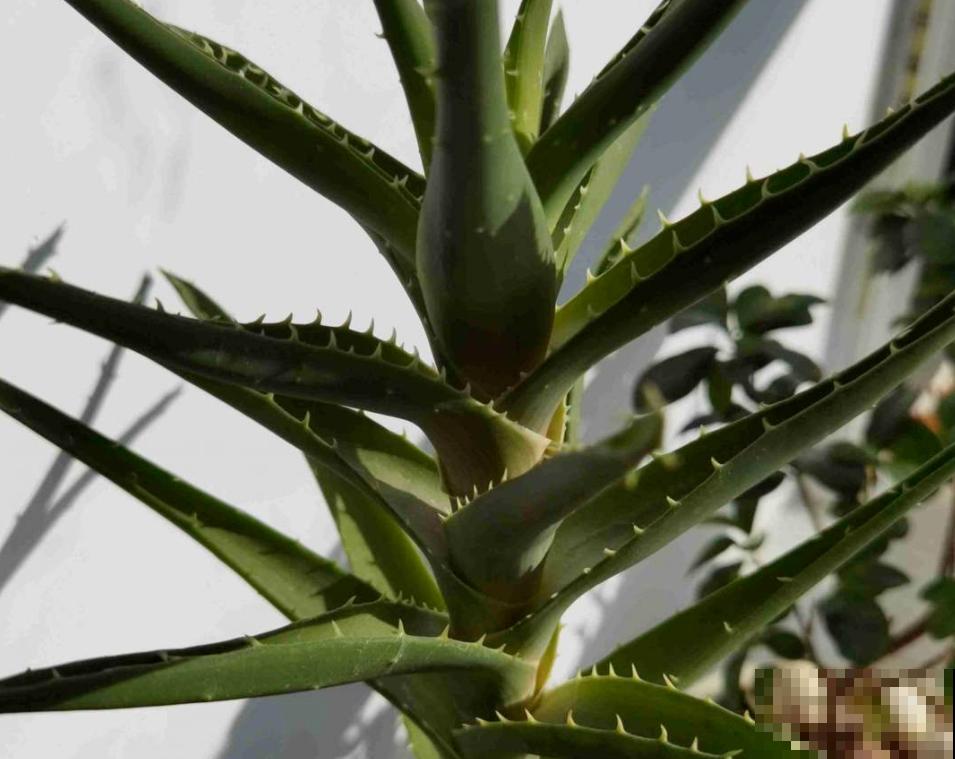 5种花，寿命长，变了老桩更大气