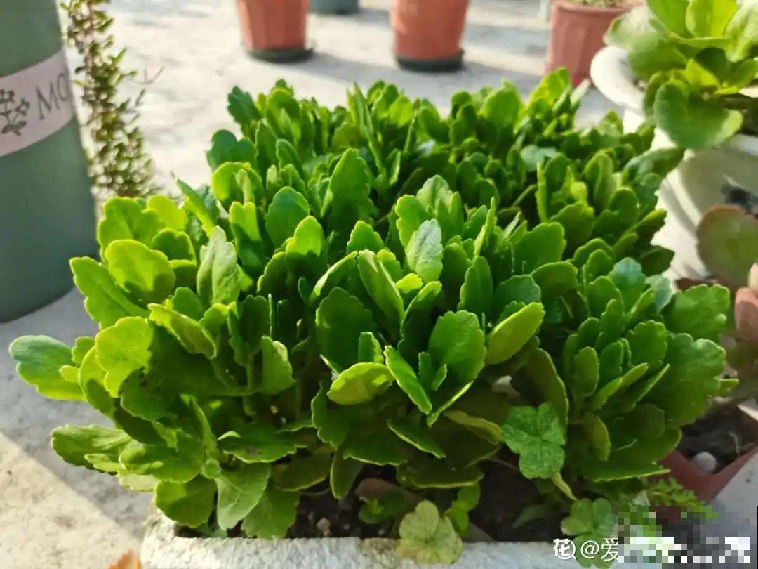 自制养花杀虫水，现在给花喷一喷，3天见效