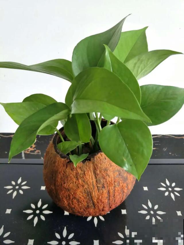 家里的“垃圾”留下，拿来养花效果好，颜值超高