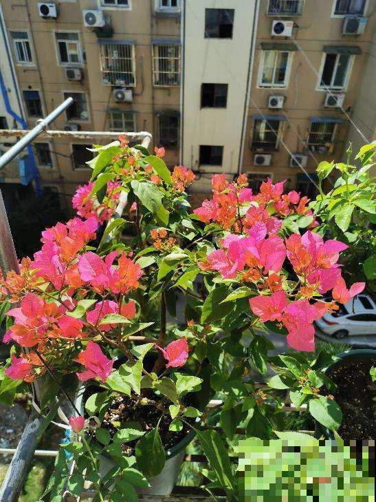 都羡慕南方花卉多,真正养起来才知道多痛苦 都羡慕南方花卉多,真正养起来才知道多痛苦