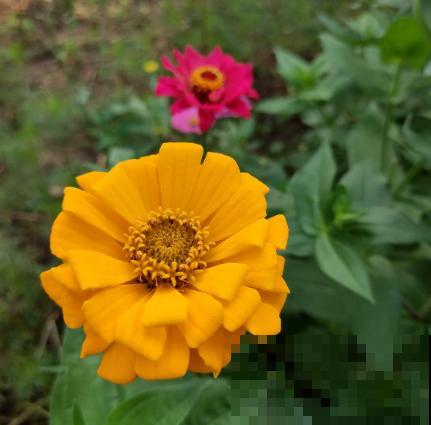 5个道理,养花10年才逐渐懂得,养花更是养人心 5个道理,养花10年才逐渐懂得,养花更是养人心