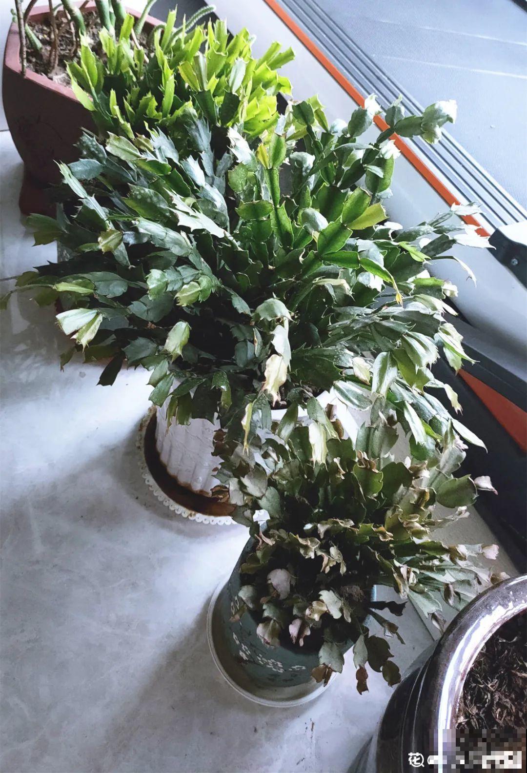 10种花得穷养，盆越小、水越少，越长得旺