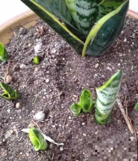 7种花有个小机关，找对位置打开它，新芽爆满盆