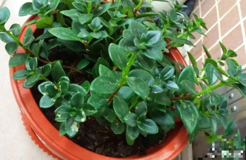 养花一直不开花,给他套个黑塑料袋,花苞呼呼冒 养花一直不开花,给他套个黑塑料袋,花苞呼呼冒