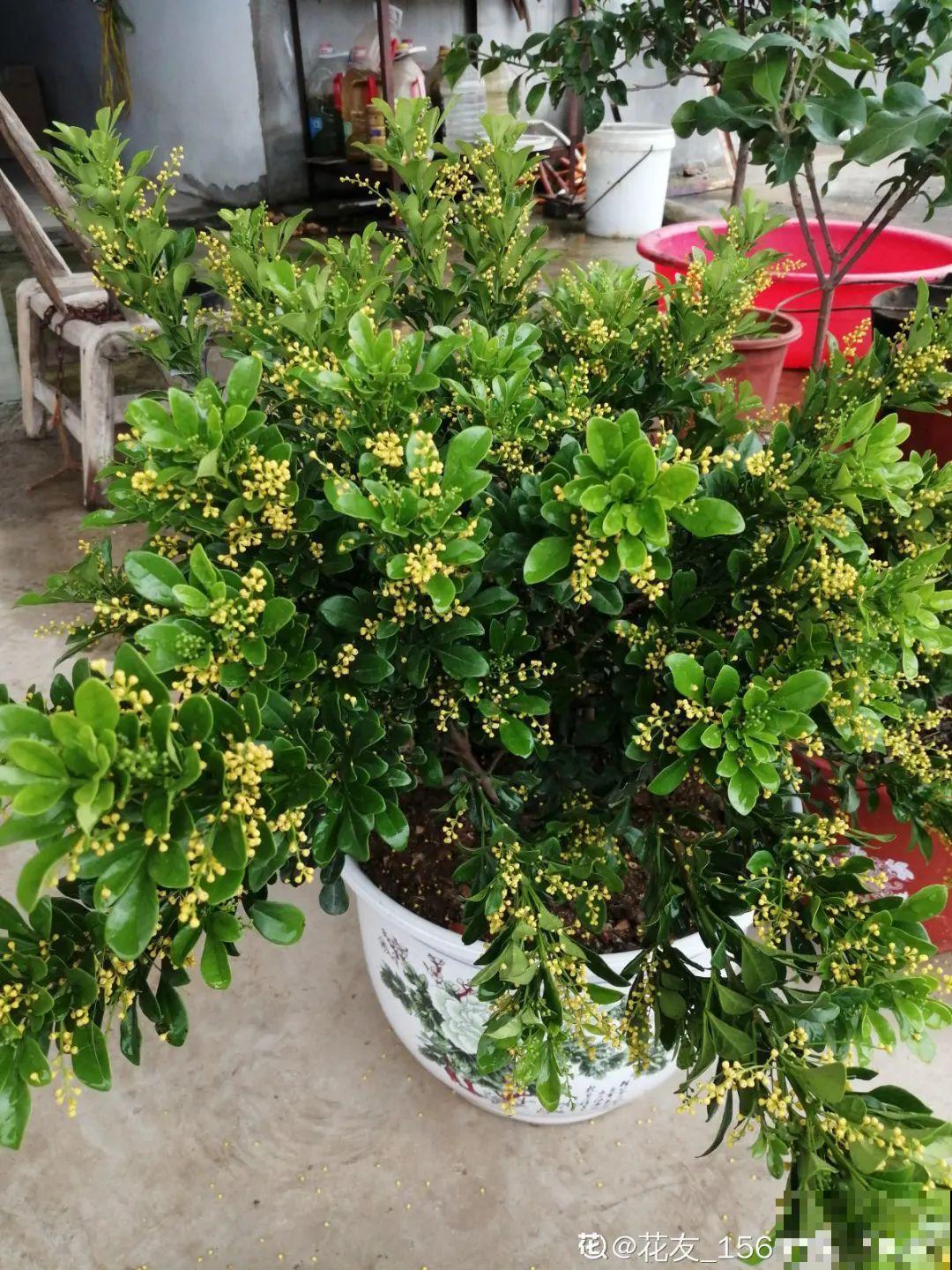 不良商贩真缺德，高价卖假货，不少人都上当