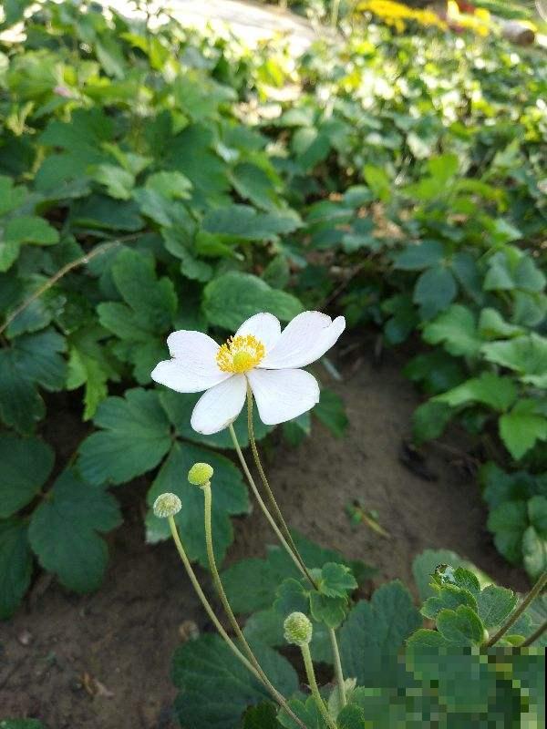 银莲花又被称为“风之花”，能耐寒零下20度，现在种下三月就开花