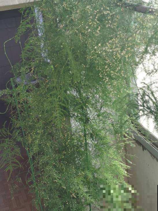 养文竹就得狠心剪一刀,学会“3剪1控”,一个月长成茂密小森林 养文竹就得狠心剪一刀,学会“3剪1控”,一个月长成茂密小森林