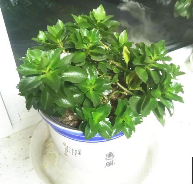 秋天给花补点“猛肥”,嫩芽一茬接一茬,花苞呼呼冒 秋天给花补点“猛肥”,嫩芽一茬接一茬,花苞呼呼冒