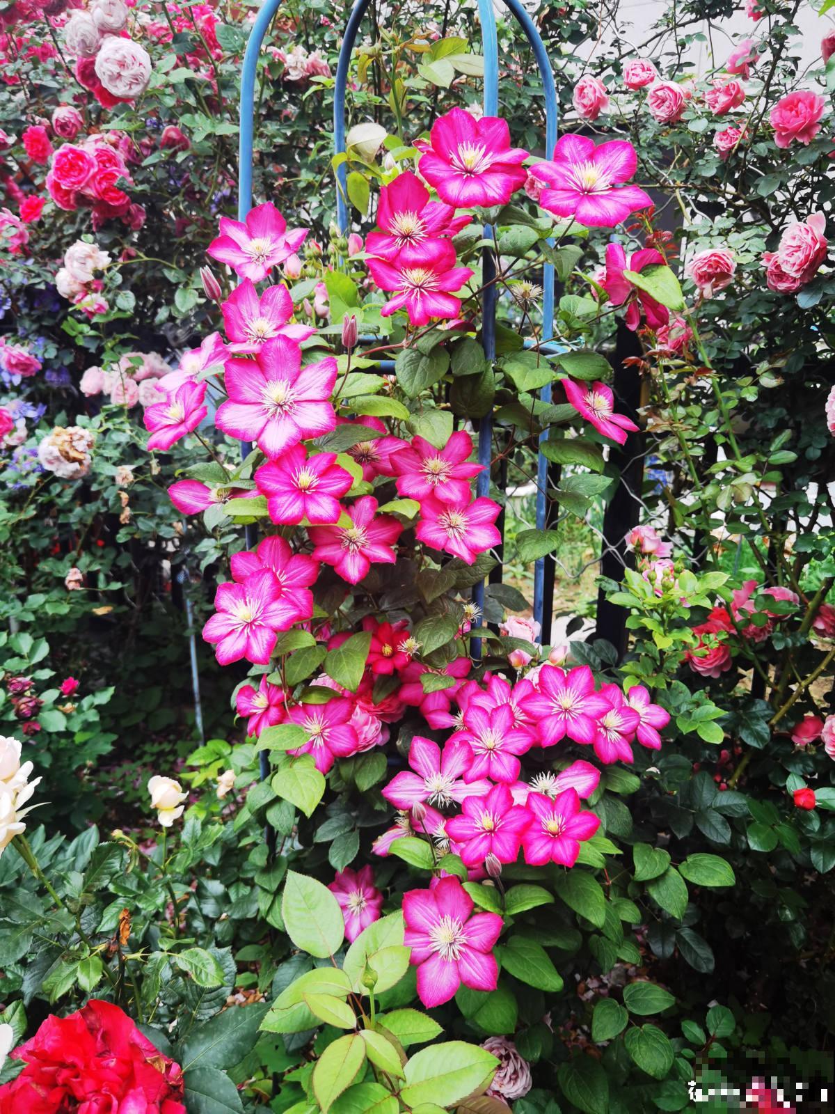 5种爬藤花，秋天种正合适，随便晒太阳也不怕