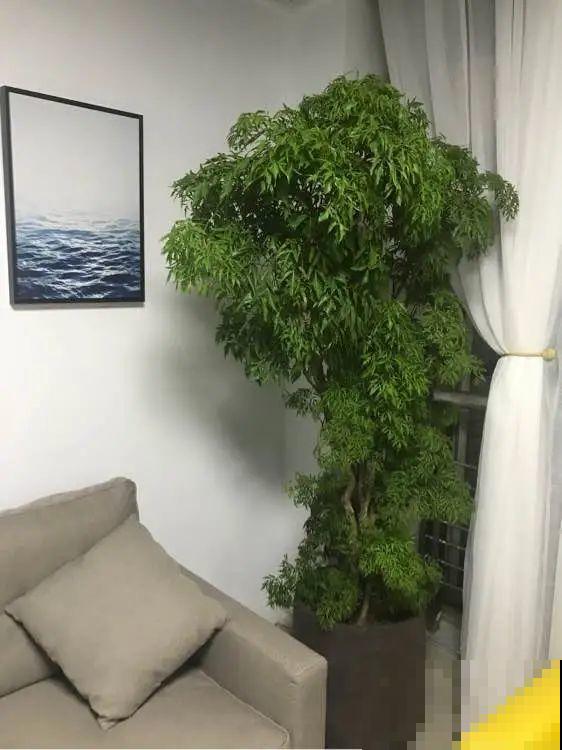 客厅养好树,子孙一直富,8种树养在家,镇宅有安全感 客厅养好树,子孙一直富,8种树养在家,镇宅有安全感