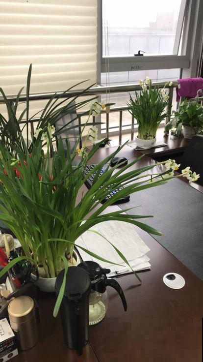 水仙花只长叶子不开花，狠点心剪一刀，问题就解决