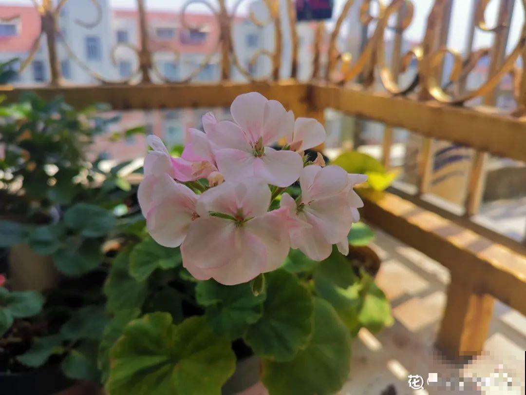 9月扦插8种花，掌握方法施肥，秋冬呼呼长