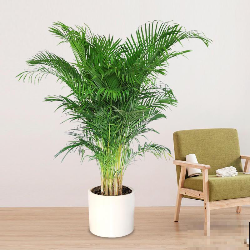 今年超火的10种网红植物，气质满满，养在家里提升格调