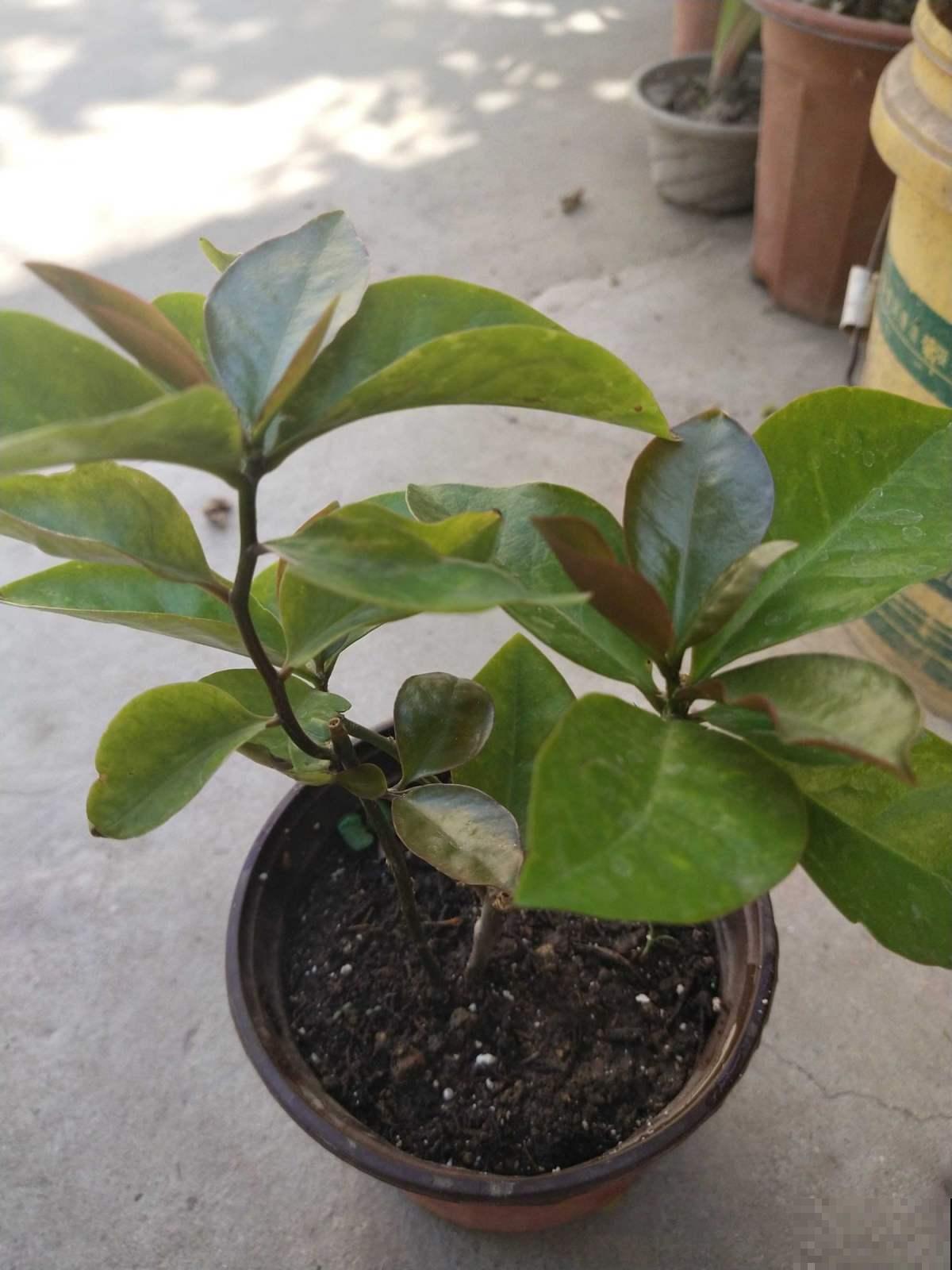 10种“财神花”养家里,吉祥寓意好兆头,越养越喜欢 10种“财神花”养家里,吉祥寓意好兆头,越养越喜欢