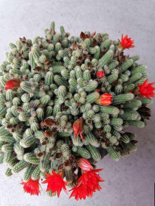 “镇宅花”合集，养一盆放家里，安全感十足