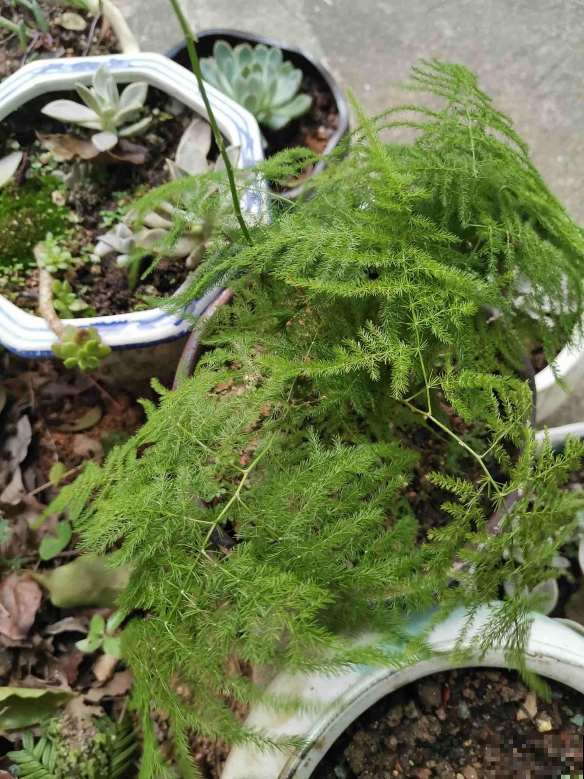 养花48字口诀,是养文竹的精髓,学会了叶子翠绿又精神 养花48字口诀,是养文竹的精髓,学会了叶子翠绿又精神