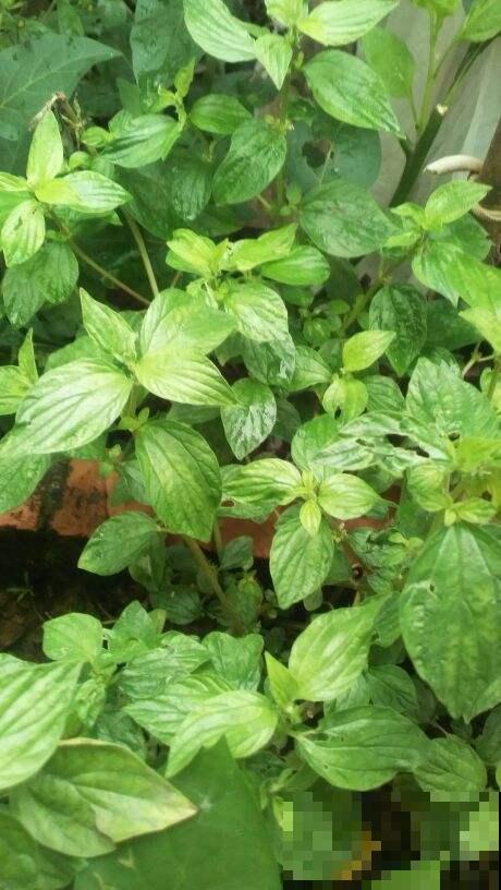 叶子像“铜钱”的花，农村地里特常见，现在成了“宝贝花”