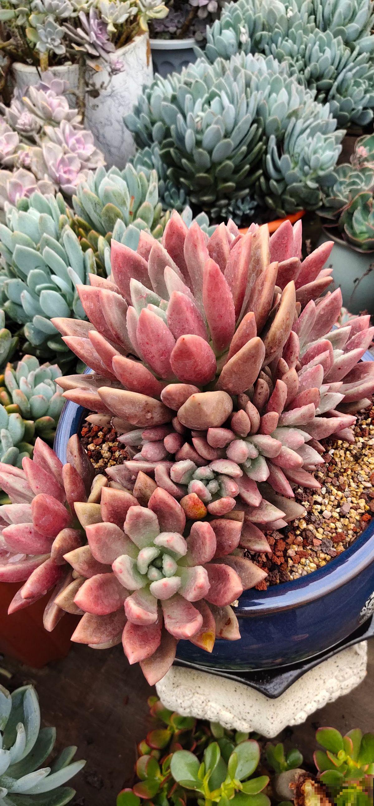 3种花喜欢“穷养”，塞进小花盆、少浇水，才能越涨越旺